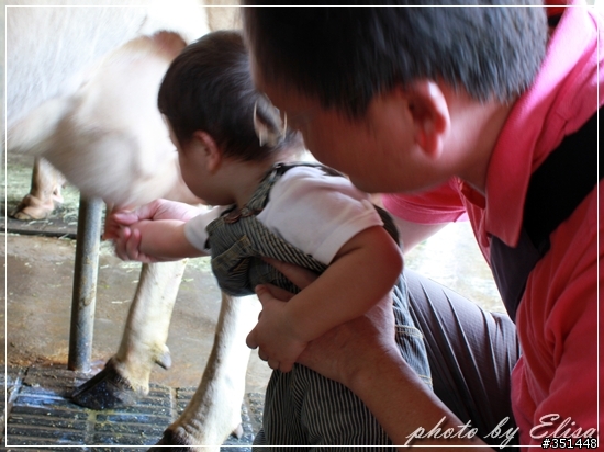 飛牛牧場~來跟小動物們做朋友