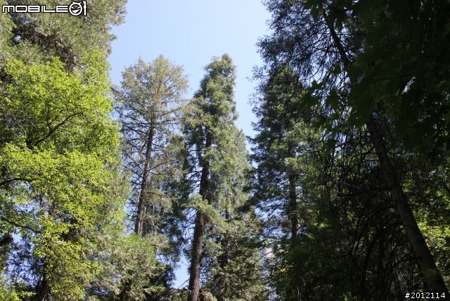 加州旅行箱日記 ~ Yosemite Park