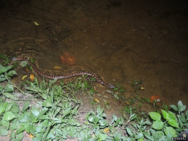 夜騎巧遇六大毒蛇之首...