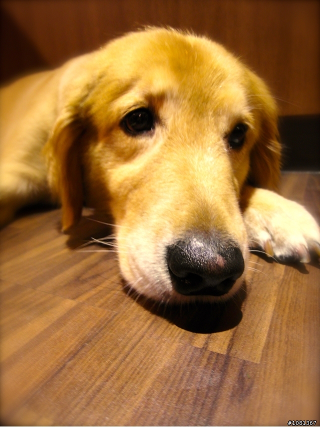 【美食】蹺蹺板美式餐廳