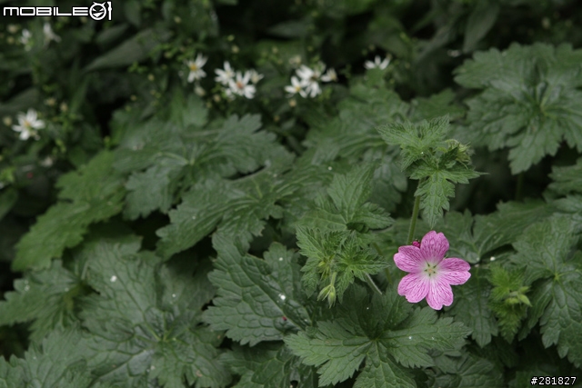 Olympus E-M5 Kit vs Canon 7D+24-70L 實拍畫質比較