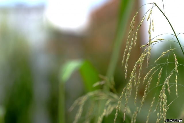 {開箱} 在討論區裡 , 這是我看過最多次的一顆!!