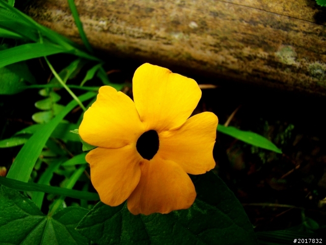 2012-8-26-27天秤二度來襲前(阿里山茶鄉之旅)