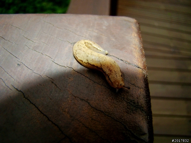 2012-8-26-27天秤二度來襲前(阿里山茶鄉之旅)