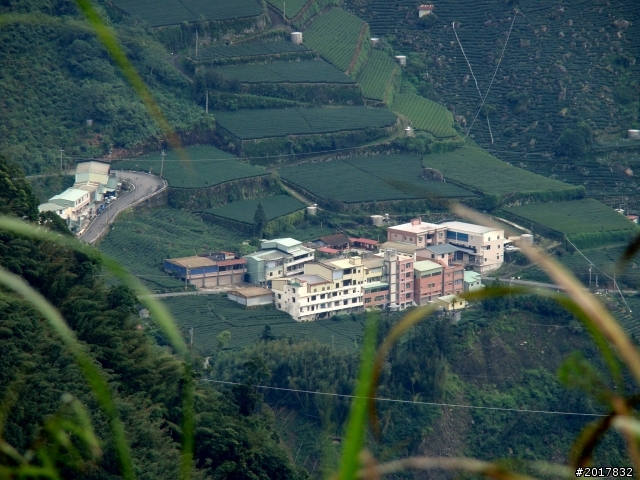 2012-8-26-27天秤二度來襲前(阿里山茶鄉之旅)