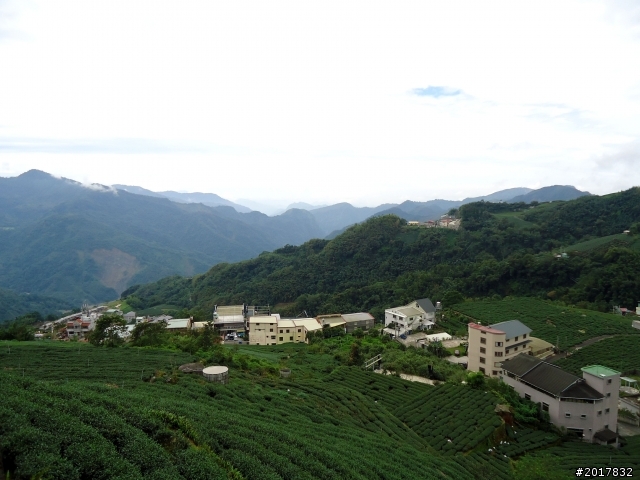 2012-8-26-27天秤二度來襲前(阿里山茶鄉之旅)