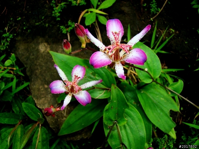 2012-8-26-27天秤二度來襲前(阿里山茶鄉之旅)