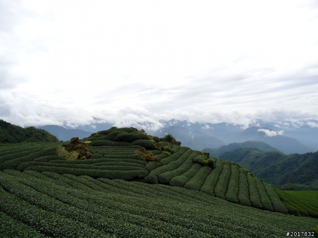 2012-8-26-27天秤二度來襲前(阿里山茶鄉之旅)