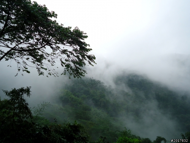 2012-8-26-27天秤二度來襲前(阿里山茶鄉之旅)