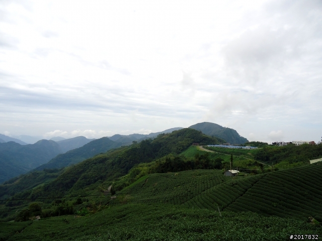 2012-8-26-27天秤二度來襲前(阿里山茶鄉之旅)