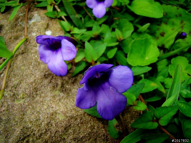 2012-8-26-27天秤二度來襲前(阿里山茶鄉之旅)