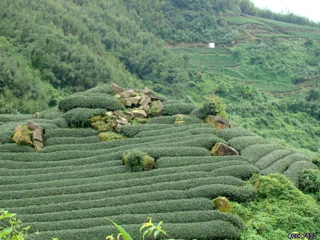2012-8-26-27天秤二度來襲前(阿里山茶鄉之旅)