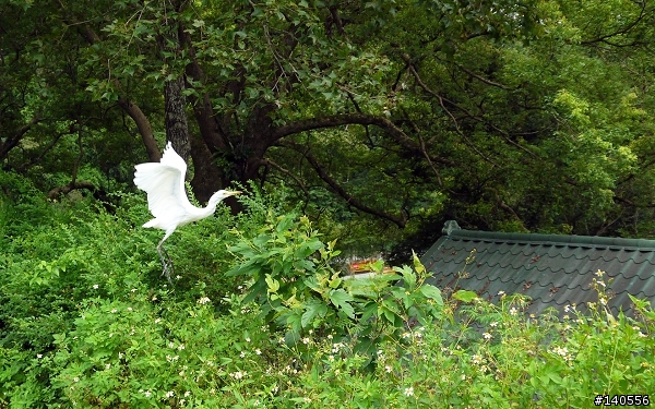 遊記「棲蘭國家森林遊樂區」,樹蔭遮日...