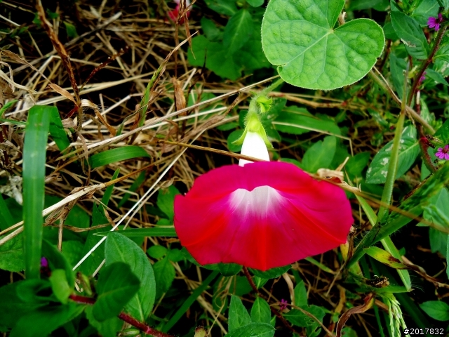 2012-8-26-27天秤二度來襲前(阿里山茶鄉之旅)
