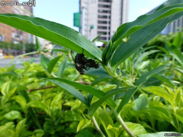 鏡頭框卡到鏡頭~~人工智慧先進的Panasonic DMC ZS20/TZ30