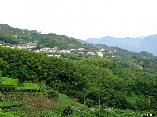 2012-8-26-27天秤二度來襲前(阿里山茶鄉之旅)
