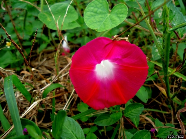 2012-8-26-27天秤二度來襲前(阿里山茶鄉之旅)