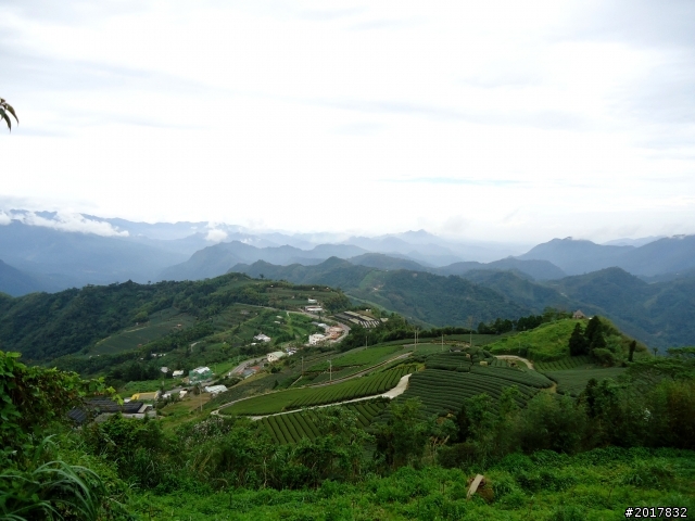 2012-8-26-27天秤二度來襲前(阿里山茶鄉之旅)