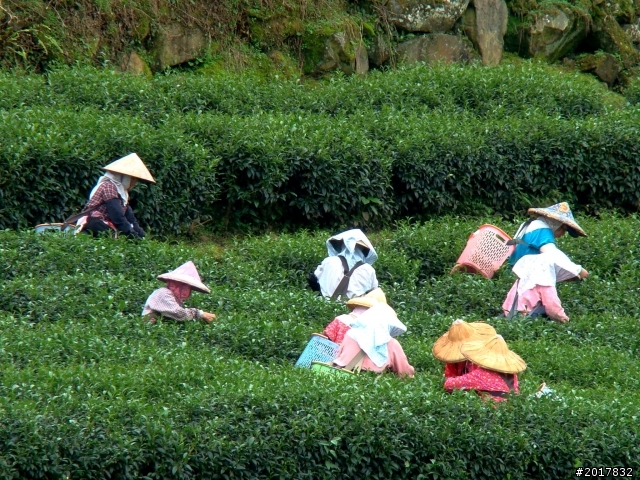 2012-8-26-27天秤二度來襲前(阿里山茶鄉之旅)