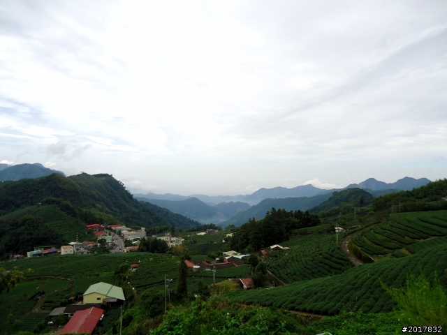 2012-8-26-27天秤二度來襲前(阿里山茶鄉之旅)