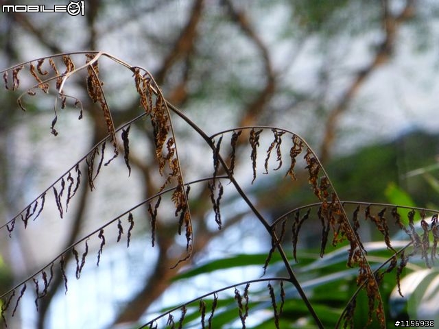 鏡頭框卡到鏡頭~~人工智慧先進的Panasonic DMC ZS20/TZ30