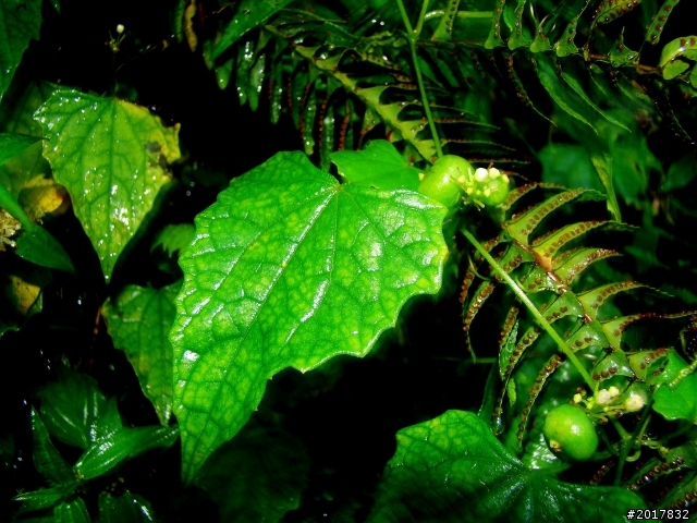2012-8-26-27天秤二度來襲前(阿里山茶鄉之旅)