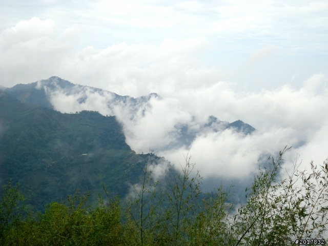 2012-8-26-27天秤二度來襲前(阿里山茶鄉之旅)