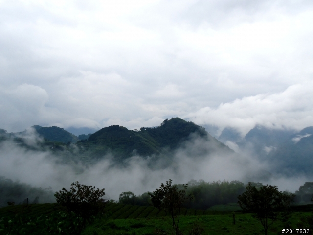 2012-8-26-27天秤二度來襲前(阿里山茶鄉之旅)