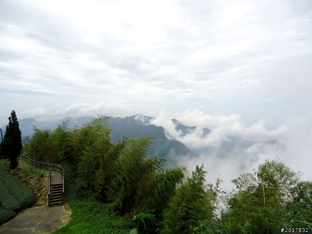 2012-8-26-27天秤二度來襲前(阿里山茶鄉之旅)
