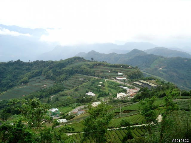 2012-8-26-27天秤二度來襲前(阿里山茶鄉之旅)