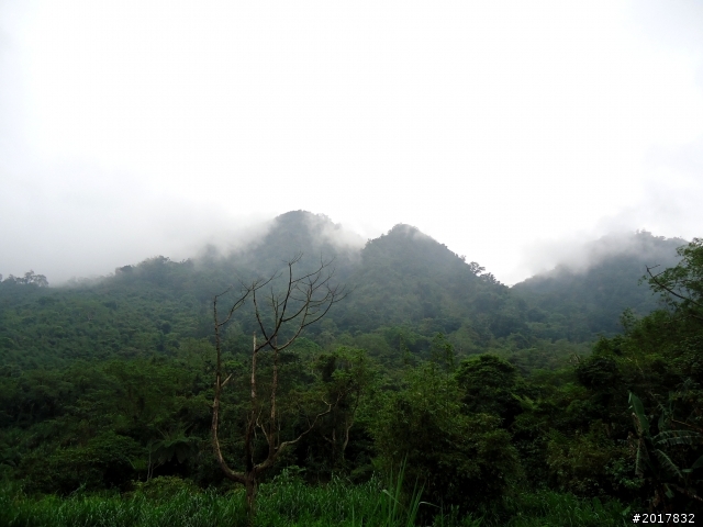 2012-8-26-27天秤二度來襲前(阿里山茶鄉之旅)