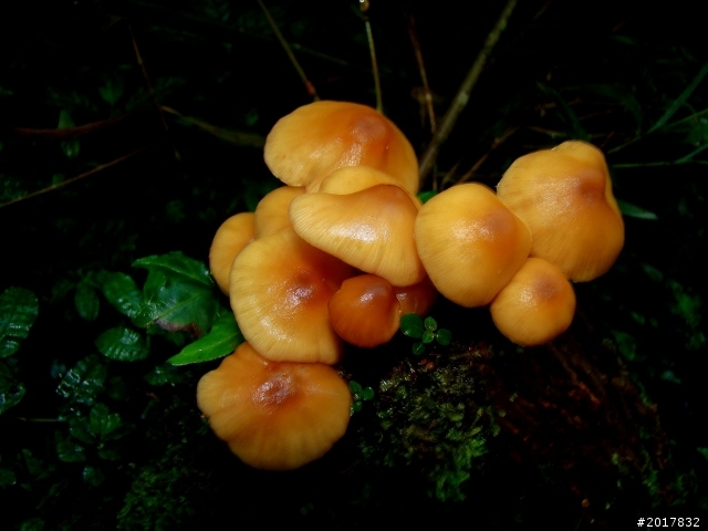 2012-8-26-27天秤二度來襲前(阿里山茶鄉之旅)