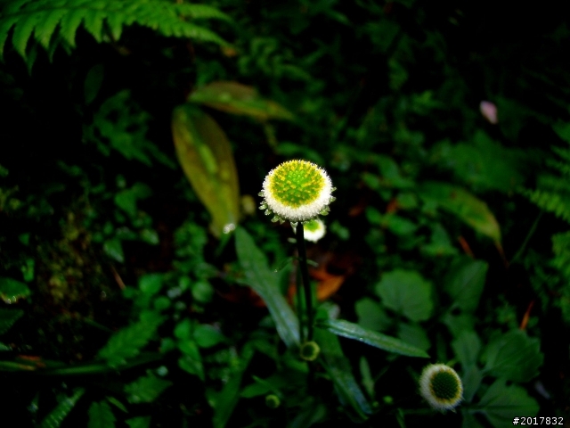 2012-8-26-27天秤二度來襲前(阿里山茶鄉之旅)