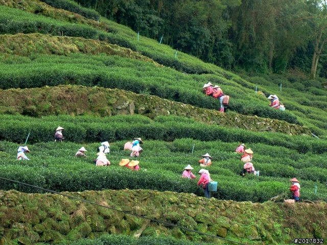 2012-8-26-27天秤二度來襲前(阿里山茶鄉之旅)