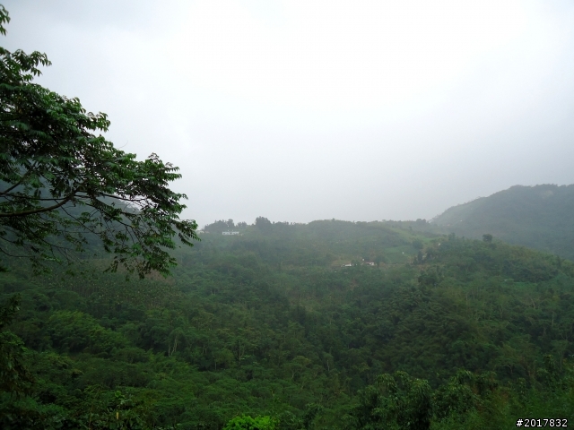 2012-8-26-27天秤二度來襲前(阿里山茶鄉之旅)