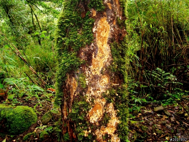 2012-8-26-27天秤二度來襲前(阿里山茶鄉之旅)