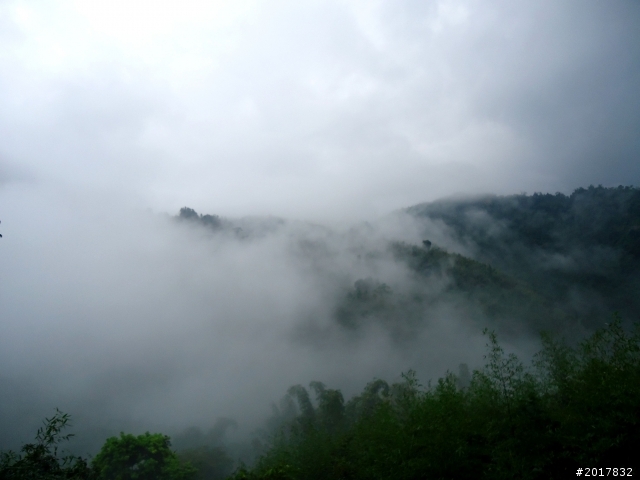 2012-8-26-27天秤二度來襲前(阿里山茶鄉之旅)
