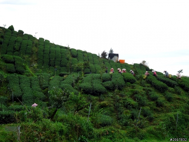 2012-8-26-27天秤二度來襲前(阿里山茶鄉之旅)