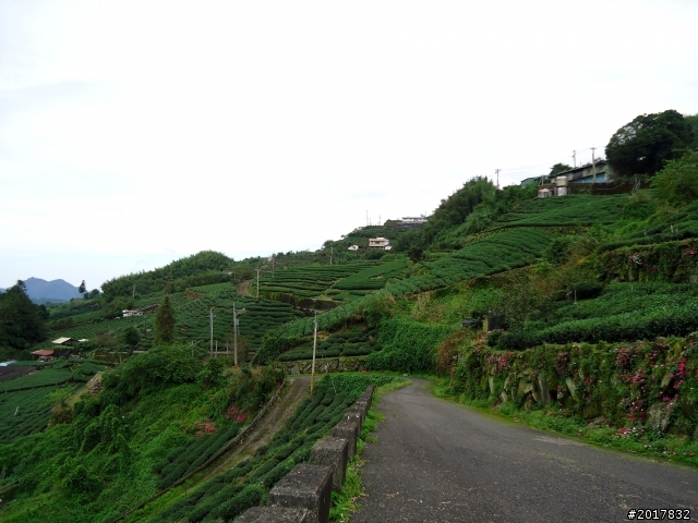 2012-8-26-27天秤二度來襲前(阿里山茶鄉之旅)