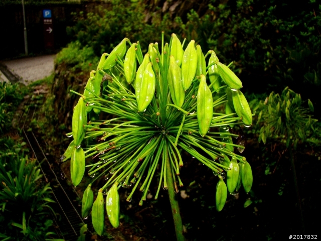 2012-8-26-27天秤二度來襲前(阿里山茶鄉之旅)
