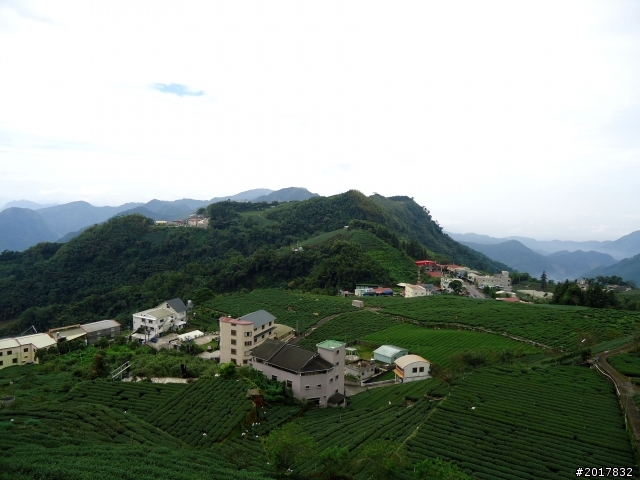 2012-8-26-27天秤二度來襲前(阿里山茶鄉之旅)