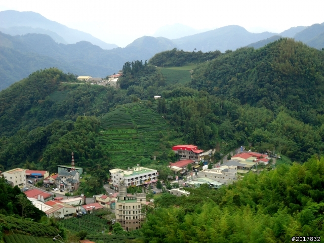 2012-8-26-27天秤二度來襲前(阿里山茶鄉之旅)
