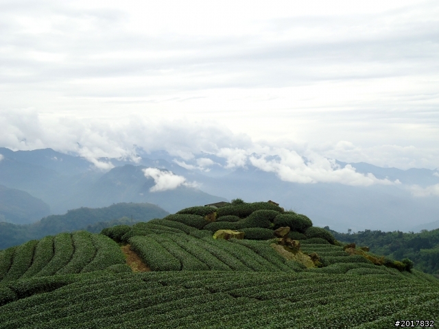 2012-8-26-27天秤二度來襲前(阿里山茶鄉之旅)