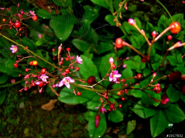 2012-8-26-27天秤二度來襲前(阿里山茶鄉之旅)