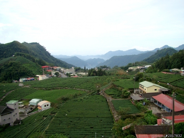 2012-8-26-27天秤二度來襲前(阿里山茶鄉之旅)