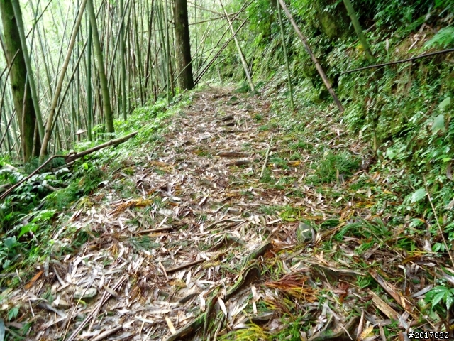 2012-8-26-27天秤二度來襲前(阿里山茶鄉之旅)