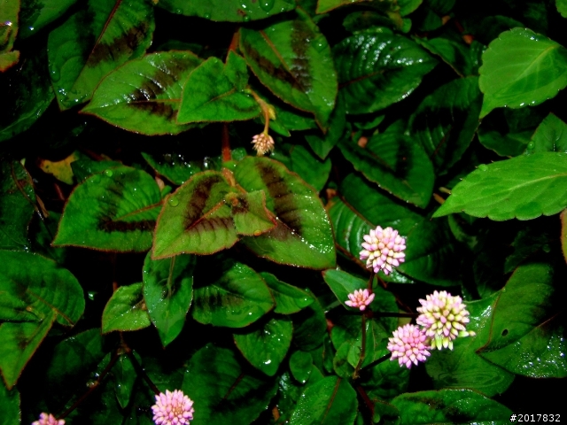 2012-8-26-27天秤二度來襲前(阿里山茶鄉之旅)