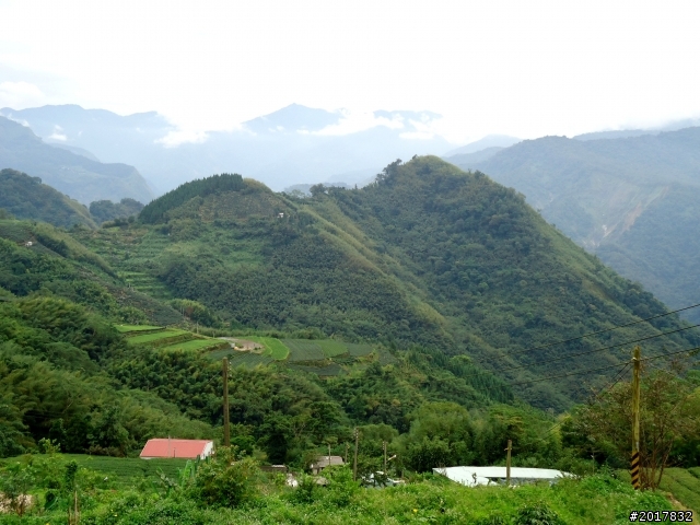 2012-8-26-27天秤二度來襲前(阿里山茶鄉之旅)