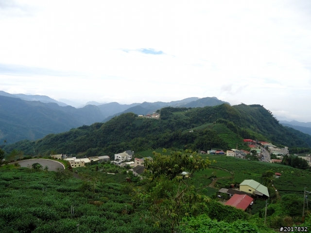 2012-8-26-27天秤二度來襲前(阿里山茶鄉之旅)