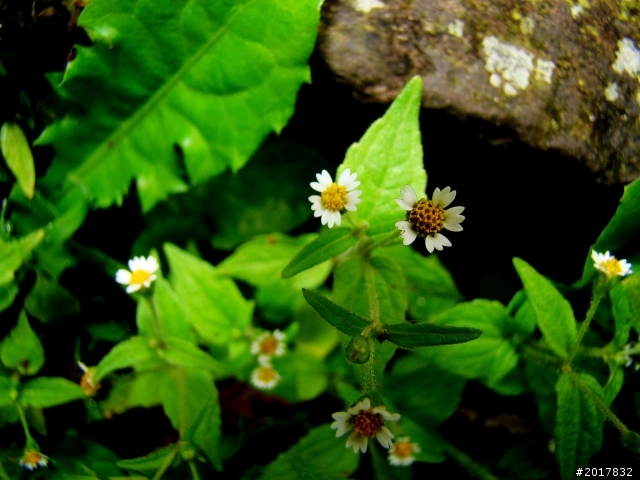 2012-8-26-27天秤二度來襲前(阿里山茶鄉之旅)